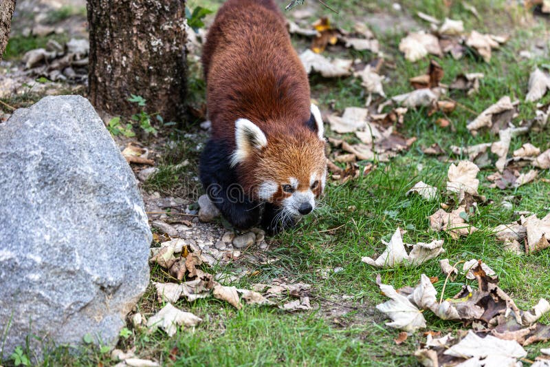 Panda roșu Ailurus fulgens, de asemenea, numit panda mic royalty free stock image