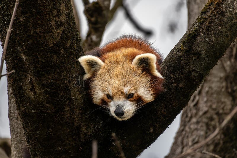 Panda roșu Ailurus fulgens, de asemenea, numit panda mic stock photos