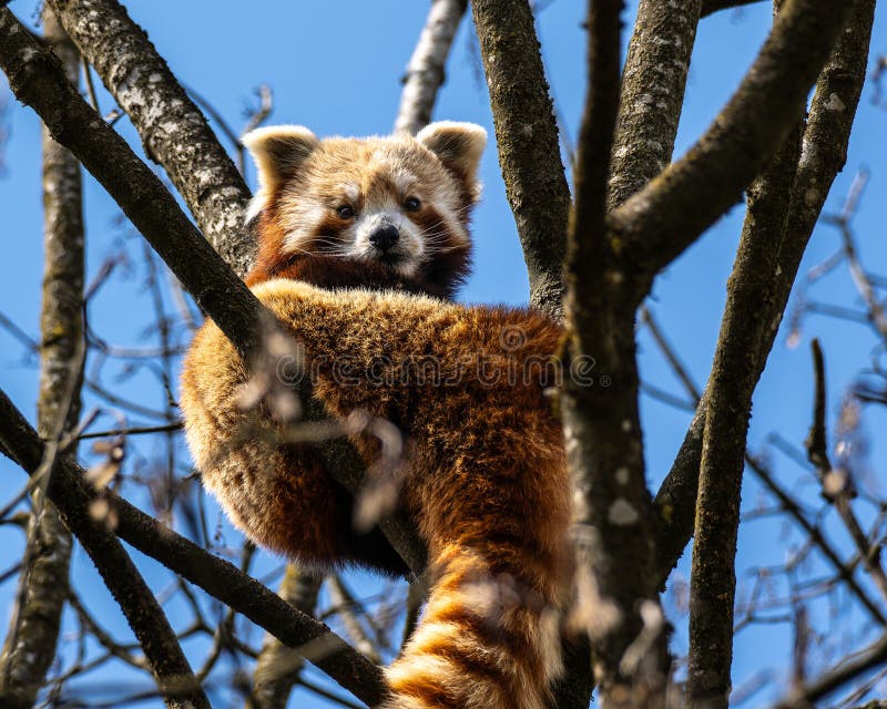 Panda roșu Ailurus fulgens, de asemenea, numit panda mic stock photography