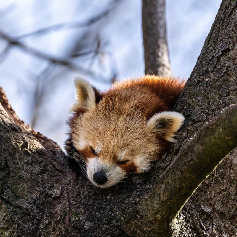 Panda roșu Ailurus fulgens, de asemenea, numit panda mic stock photo