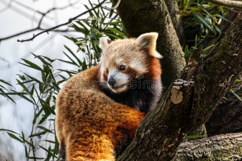 Panda roșu Ailurus fulgens, de asemenea, numit panda mic stock images