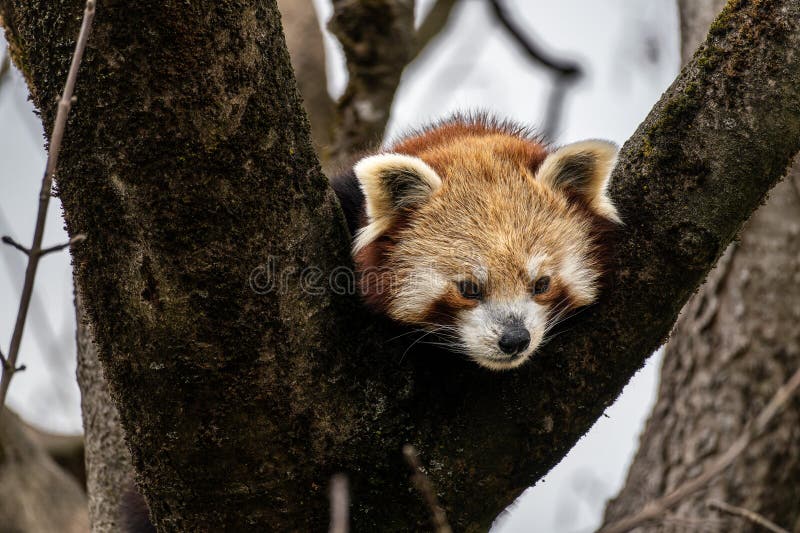 Panda roșu Ailurus fulgens, de asemenea, numit panda mic royalty free stock image