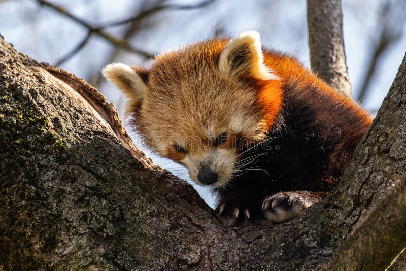 Panda roșu Ailurus fulgens, de asemenea, numit panda mic stock photo