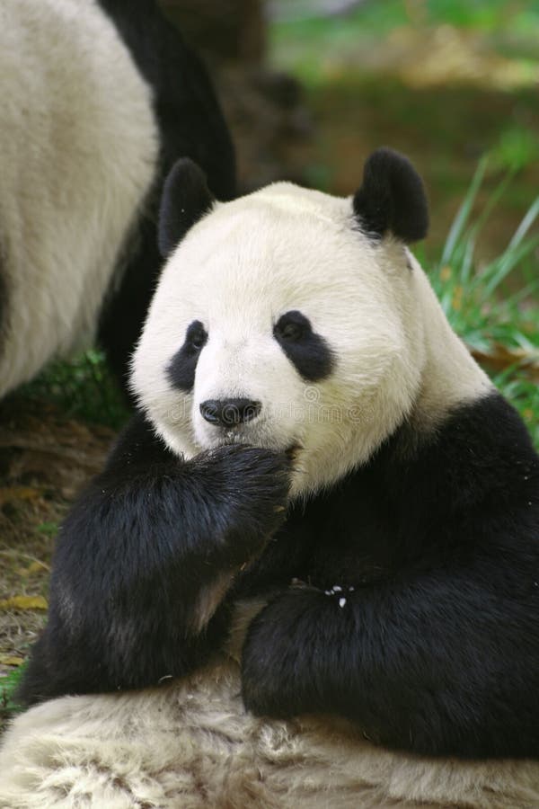 Panda Sitting stock photo. Image of beautiful, mammal - 3660436