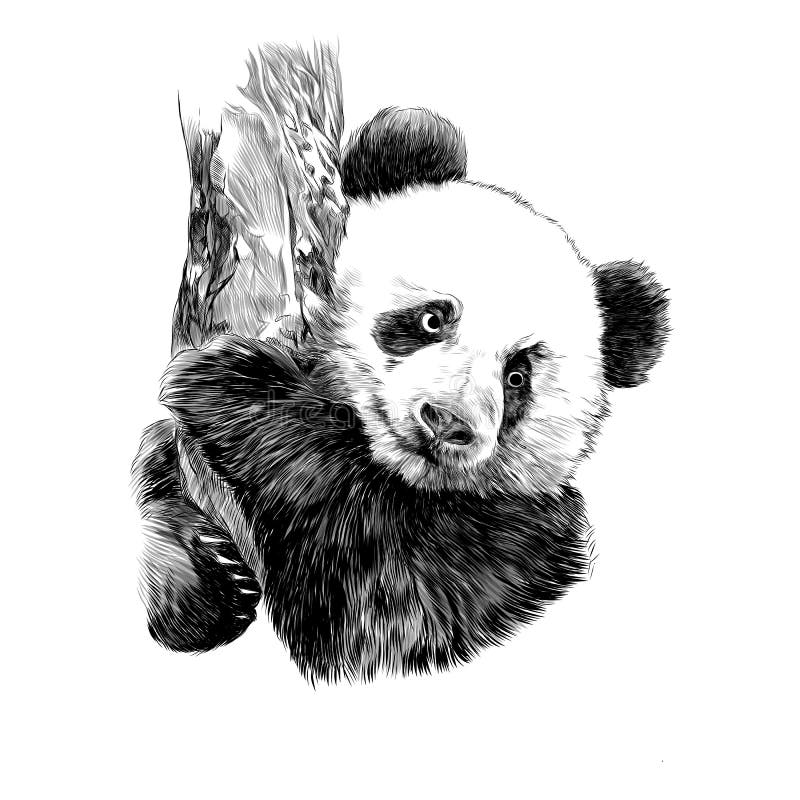Panda Sketch Vector Graphics Stock Vector - Illustration of cute ...