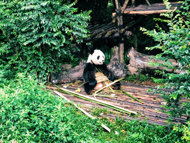 Panda som äter bambu från Chengdu arkivbild Panda som äter bambu från Chengdu arkivbild