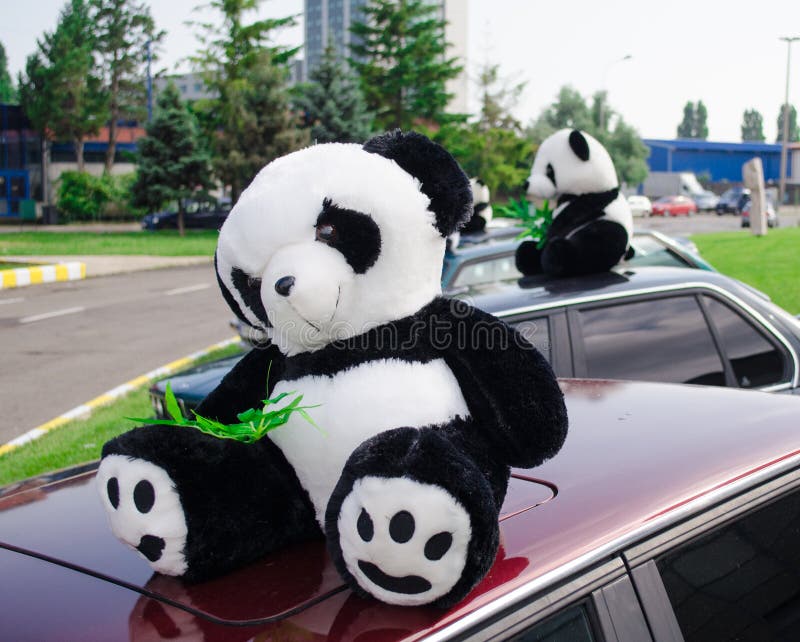 Panda teddy bears