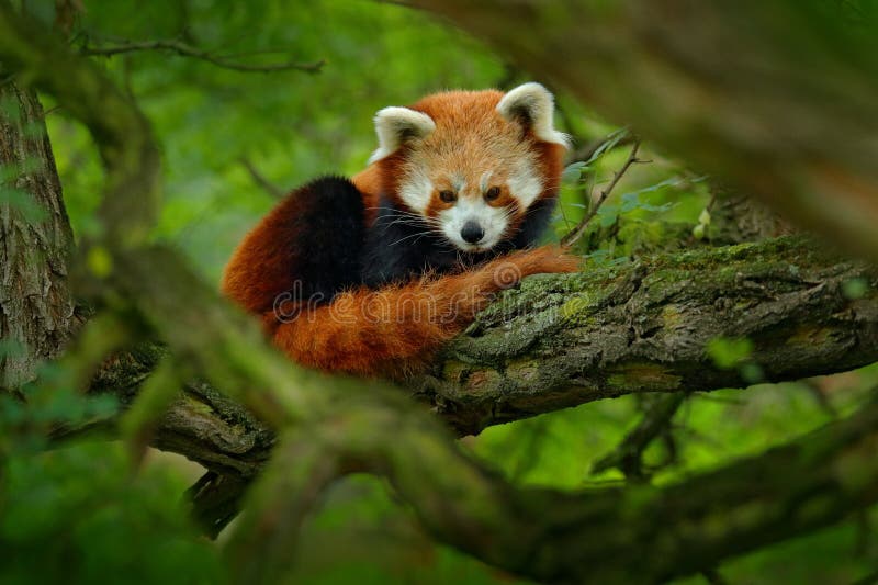 Panda vermelha que encontra-se na árvore com folhas verdes Urso de panda bonito no habitat da floresta Cena dos animais selvagens