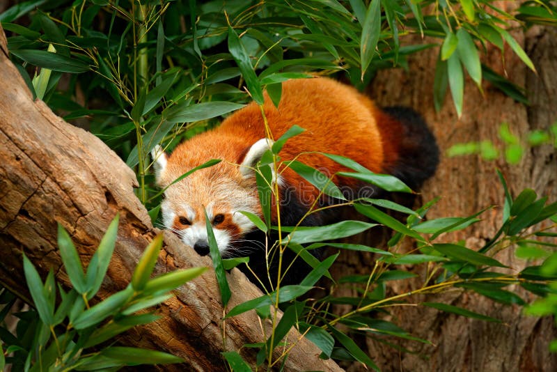 Schöner Roter Panda, Der Auf Dem Baum Mit Grünen Blättern Liegt Bär Des ...