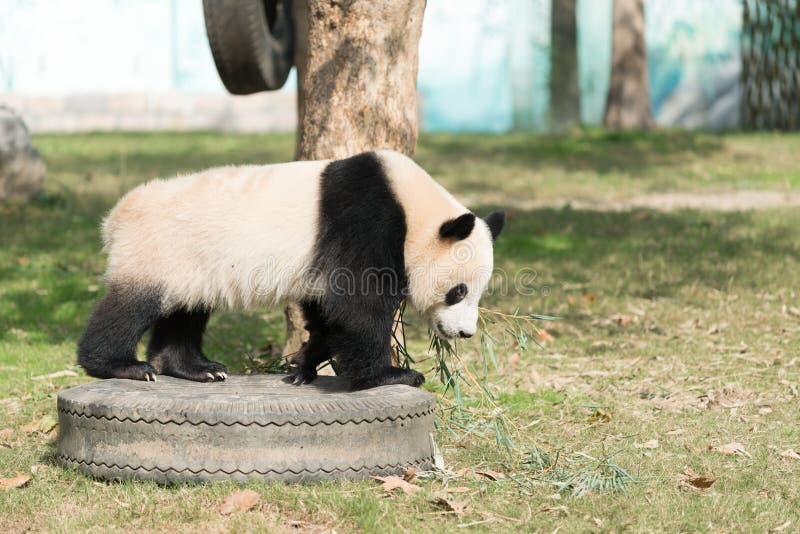 Panda walk stock photo. Image of animal, rare, nature 96762694