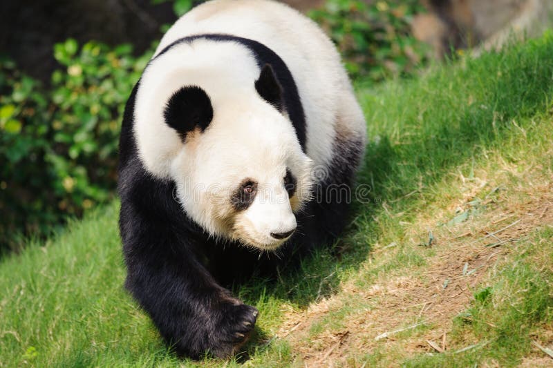 Panda Walking Royalty Free Stock Image Image 28703606
