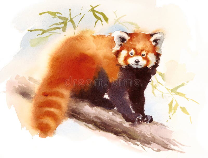 Panda Watercolor Animal Illustration Hand vermelho pintou ilustração stock Panda Watercolor Animal Illustration Hand vermelho pintou ilustração stock