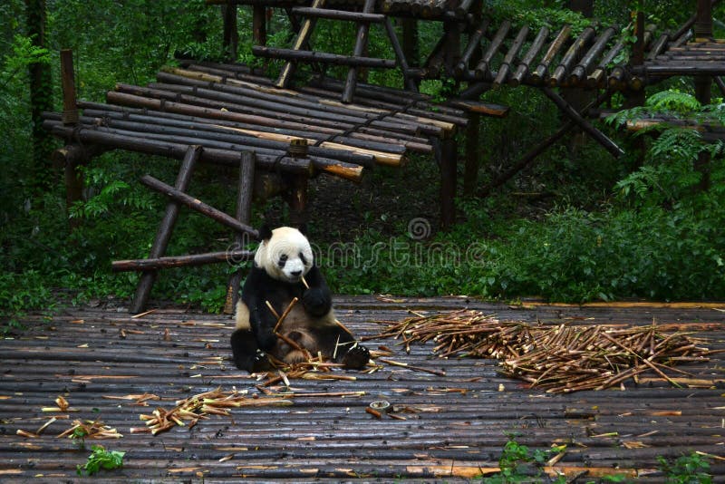 Pandabjörn: arguably symbolen av Chengdu eller även Sichuan Provin royaltyfri foto Pandabjörn: arguably symbolen av Chengdu eller även Sichuan Provin royaltyfri foto