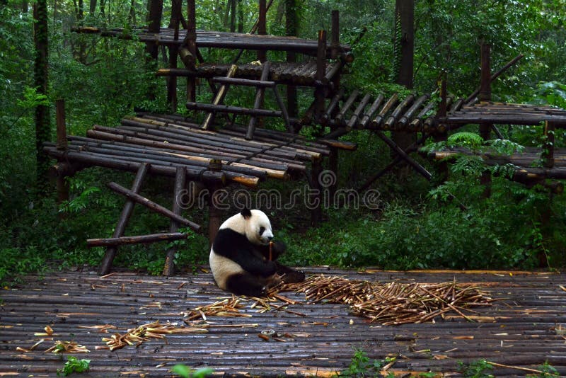 Pandabjörn: arguably symbolen av Chengdu eller även Sichuan Provin royaltyfria foton Pandabjörn: arguably symbolen av Chengdu eller även Sichuan Provin royaltyfria foton