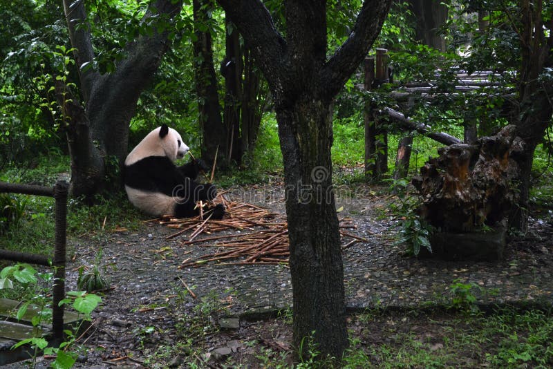 Pandabjörn: arguably symbolen av Chengdu eller även Sichuan Provin arkivfoton Pandabjörn: arguably symbolen av Chengdu eller även Sichuan Provin arkivfoton