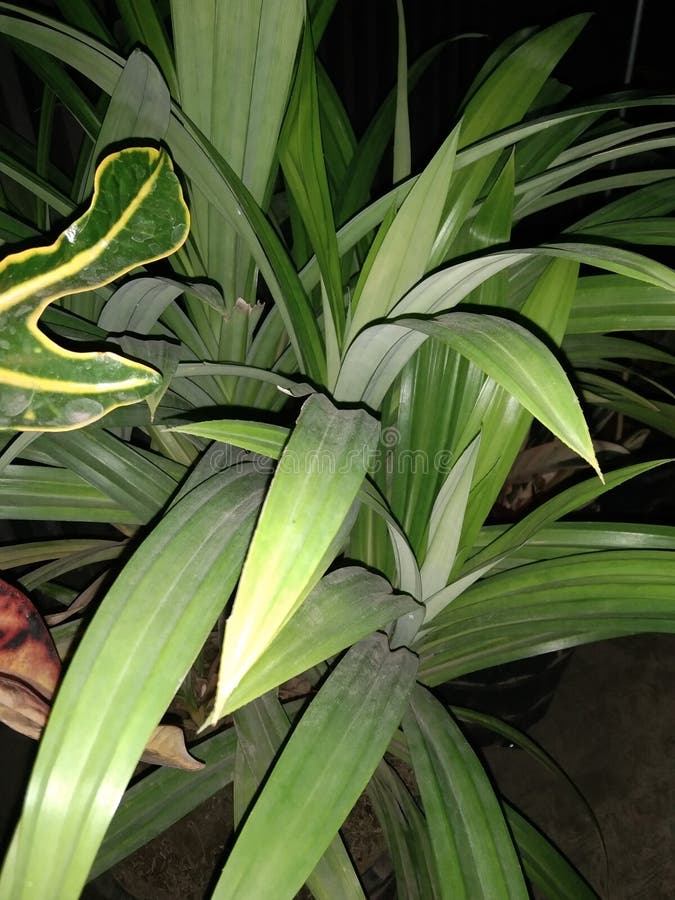 Pandan Plant with Green Leaves with a Pointed Tip Stock Image Image