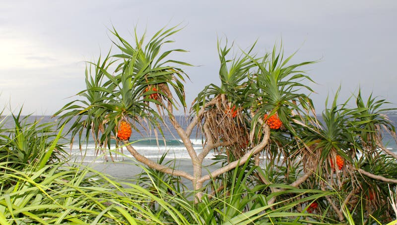 Pandanus ScrewPine Trees on the Beach. Photo Taken in Okinawa, Japan 2010. Pandanus ScrewPine Trees on the Beach. Photo Taken in Okinawa, Japan 2010.