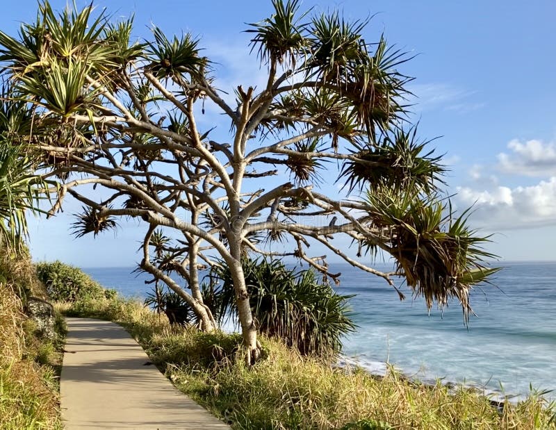 Pandanus palms along a beach hiking trail on the Gold Coast in Queensland, Australia