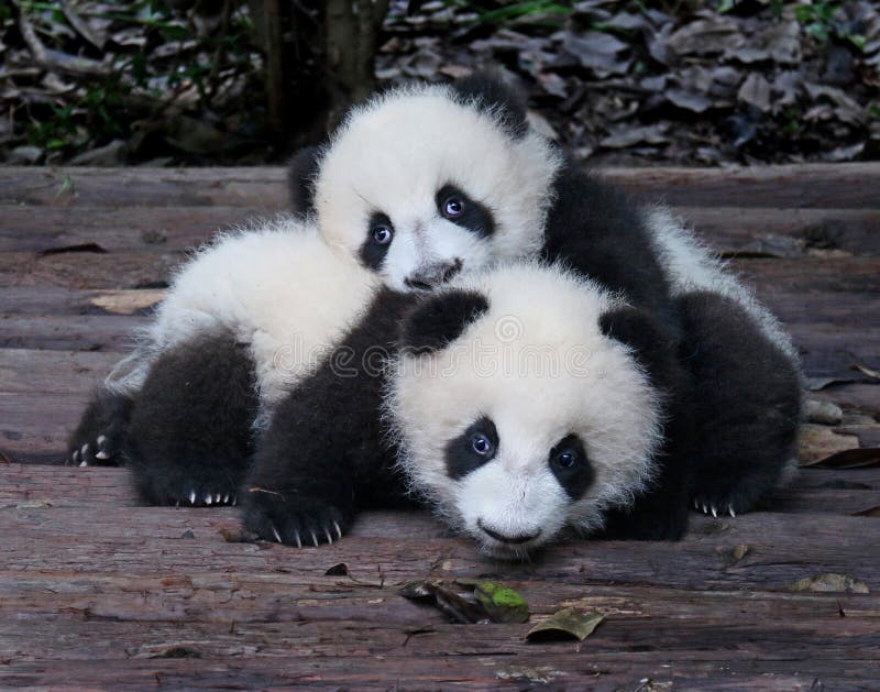 Bebe De Panda Geant Image Stock Image Du Chinois Noir Bebe De Panda Geant Image Stock Image Du Chinois Noir