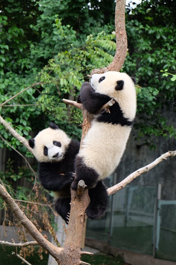 Pandas Hanging on Tree Trunk in Chengdu Research Base of Giant Panda ...