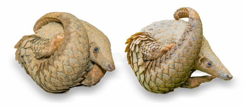 Java Pangolin manis javanica, It was smuggled in Asia
