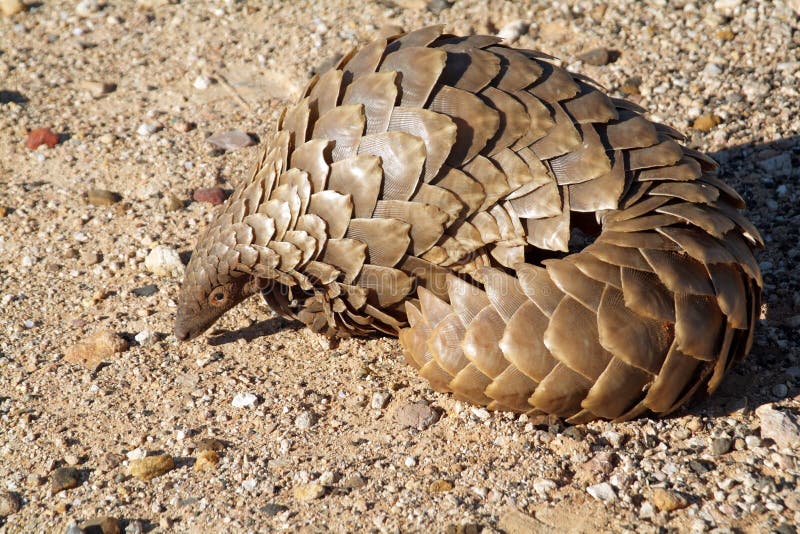 A Pangolin in the Northern Cape region of South Africa Sometimes called an anteater. A Pangolin in the Northern Cape region of South Africa Sometimes called an anteater