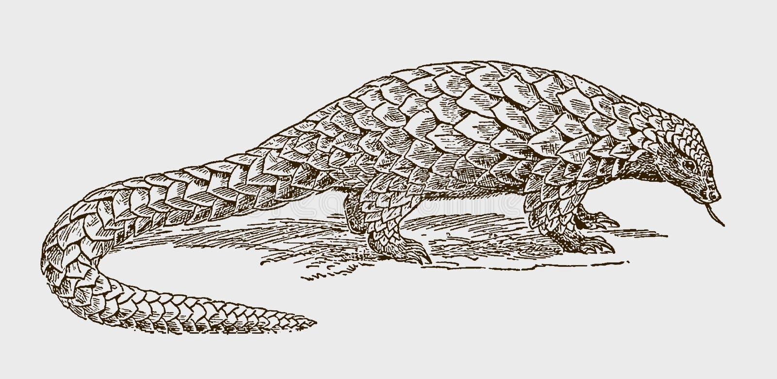 Vetores de Conjunto De Animais Dos Desenhos Animados Para Colorir Livro e  mais imagens de Pangolin - iStock