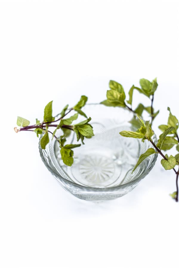 Pani Κα Tulsi ή απόσπασμα του ιερού βασιλικού ή του tenuiflorum Ocimum που χρησιμοποιείται σε πολλές ιερές εργασίες και στα σύγχρ στοκ εικόνες Pani Κα Tulsi ή απόσπασμα του ιερού βασιλικού ή του tenuiflorum Ocimum που χρησιμοποιείται σε πολλές ιερές εργασίες και στα σύγχρ στοκ εικόνες