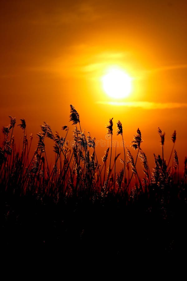 Panicle Reed on the Beach in the Rays of the Setting Sun at the Dusk  Beautiful Sunset Background Wallpaper Stock Photo - Image of coast, clouds:  202009658