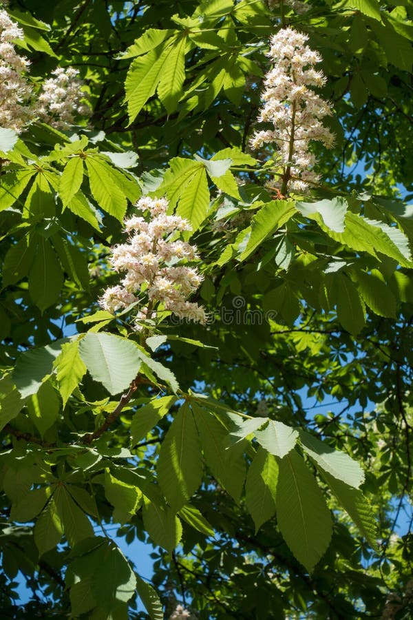 Panicles av hästkastanjen mot blå himmel arkivfoton Panicles av hästkastanjen mot blå himmel arkivfoton