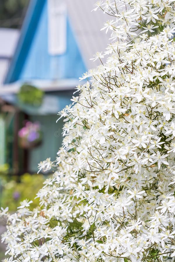 Фото-Лена К.-clematis recta
