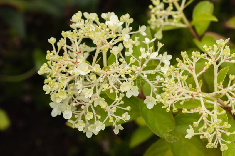 Paniculata Hydrangea Hortensia Hvid Blomst, χρώμα hydrangea ανθίσεων αλλαγής το φθινόπωρο κινηματογράφηση σε πρώτο πλάνο ως υπόβα στοκ φωτογραφία με δικαίωμα ελεύθερης χρήσης Paniculata Hydrangea Hortensia Hvid Blomst, χρώμα hydrangea ανθίσεων αλλαγής το φθινόπωρο κινηματογράφηση σε πρώτο πλάνο ως υπόβα στοκ φωτογραφία με δικαίωμα ελεύθερης χρήσης