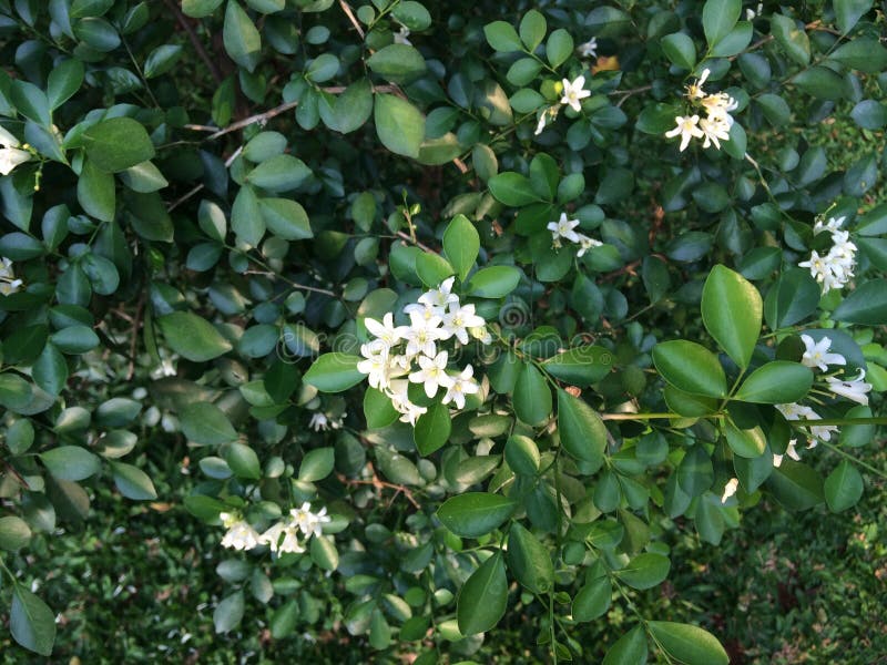 Paniculata Kemuning Murraya ist eine Pflanze, die von der Rutaceaefamilie kommt Kemuning wächst in der Regel Sträuchern am Rande des Waldes wild oder als Zierpflanze und Heckenpflanze Pflanzung