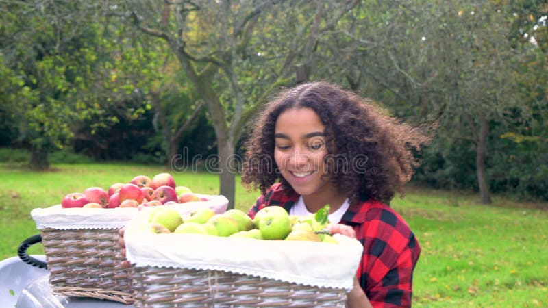 Panier de transport de jeune femme d'adolescente des pommes par un champ de pommiers ensoleillé banque de vidéos