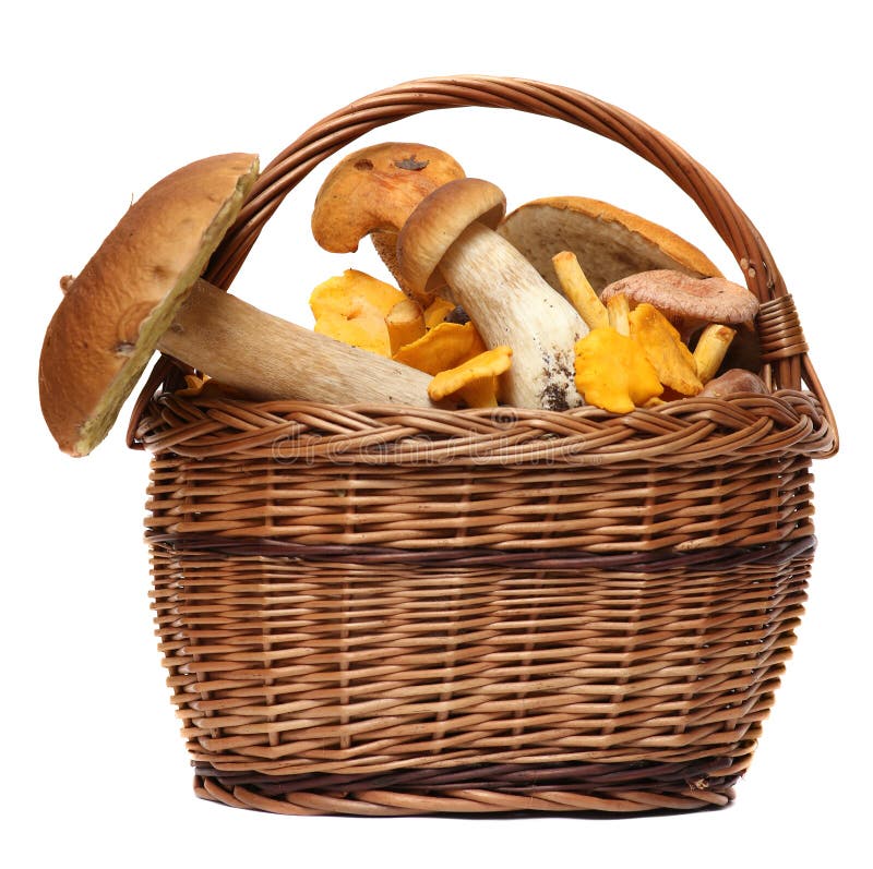 panier en osier avec champignons sauvages blancs, sur fond jaune