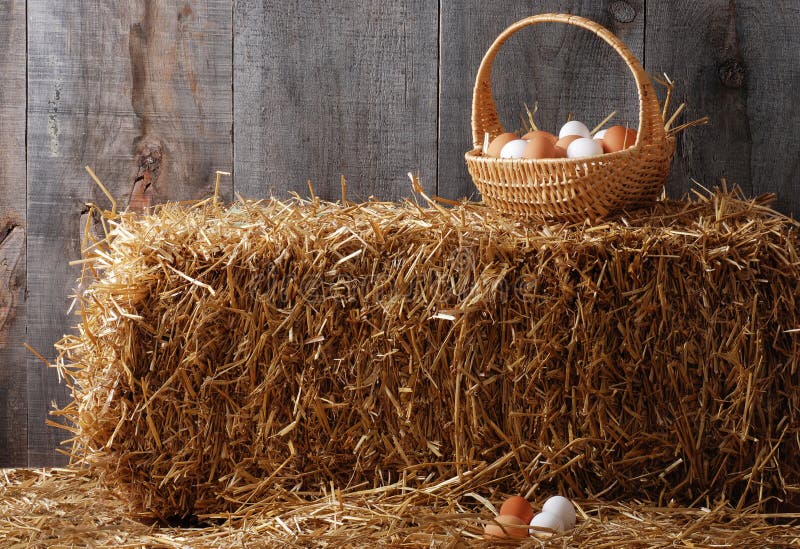 Basket of eggs on hay bale in an old barn. Basket of eggs on hay bale in an old barn