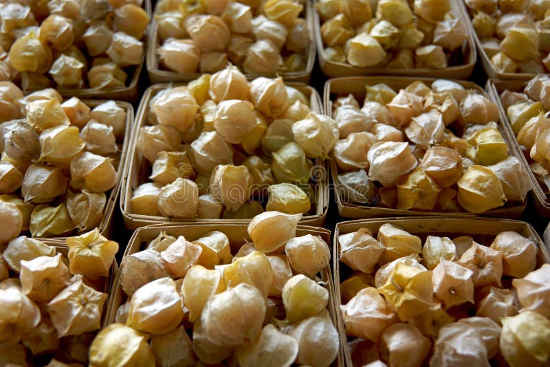 Paniers des coquerets comestibles photos stock Paniers des coquerets comestibles photos stock