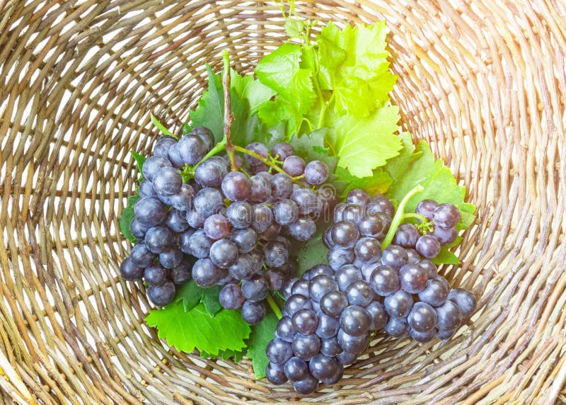 Panini di uve secche fresche, di colore nero, mature con foglie verdi in un cestello di marrone, foto in alto fotografia stock libera da diritti