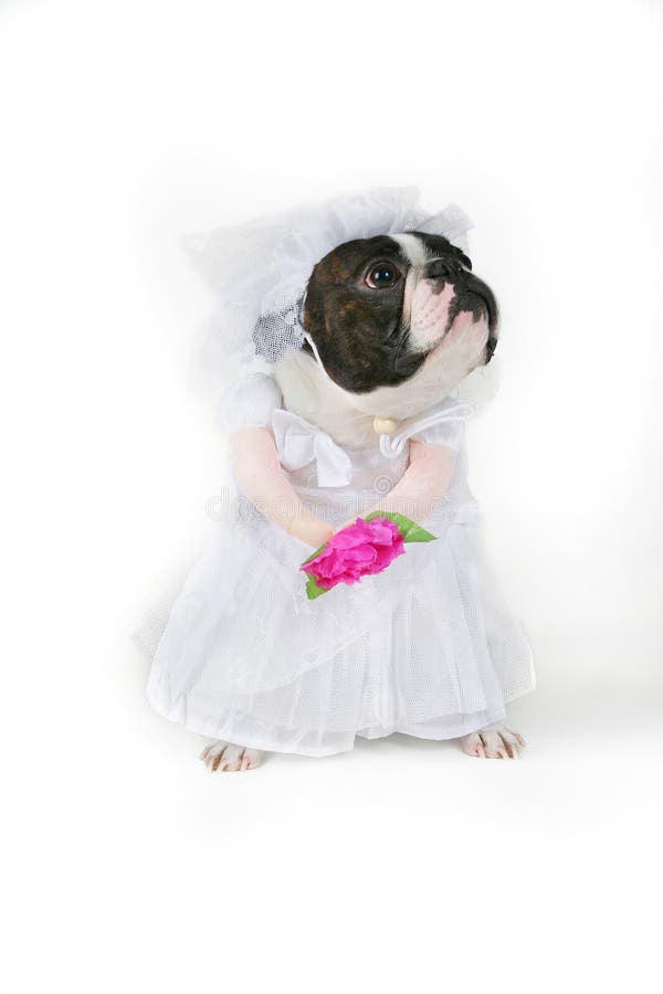 A boston terrier bride looking dejected. A boston terrier bride looking dejected