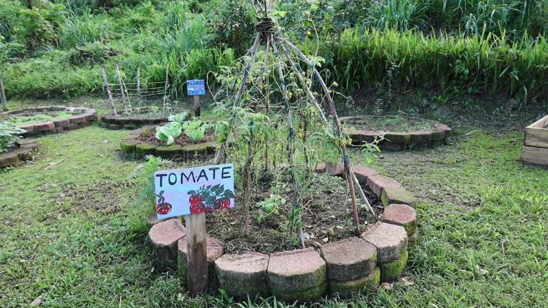 Panneau de tomate portugaise dans le jardin verdoyant autour clips vidéos