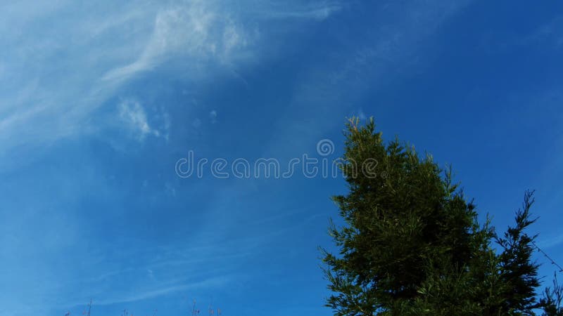 Timelapse looking up at redwood tree moving to the right