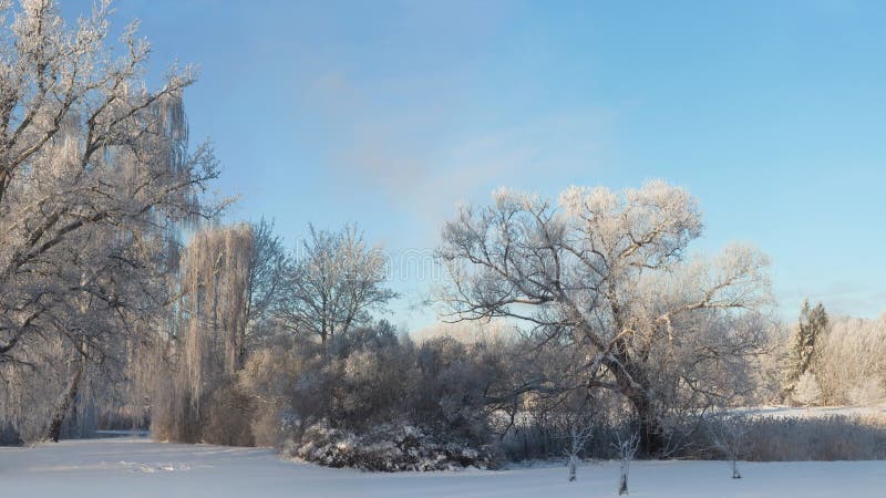 Panning van het winterlandschap met bomen