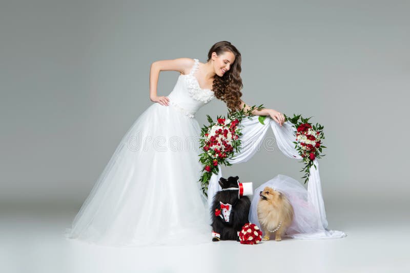 Beautiful bride young woman in white gown standing with spitz wedding couple under flower arch over grey background. dog bride in skirt and veil. groom in suit and silk hat. happy newlyweds. copy space. Beautiful bride young woman in white gown standing with spitz wedding couple under flower arch over grey background. dog bride in skirt and veil. groom in suit and silk hat. happy newlyweds. copy space.