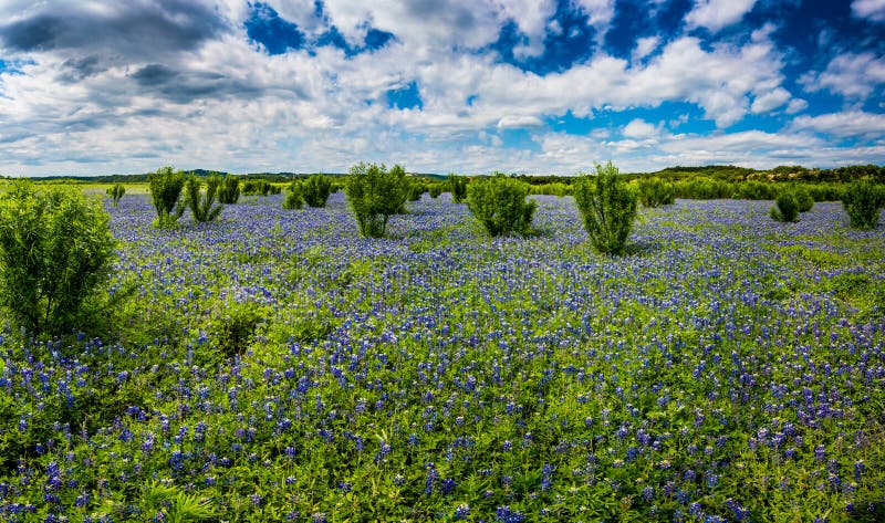 Panorama alto do Res dos campos dos Bluebonnets na curvatura da sapata da mula, Te imagem de stock Panorama alto do Res dos campos dos Bluebonnets na curvatura da sapata da mula, Te imagem de stock