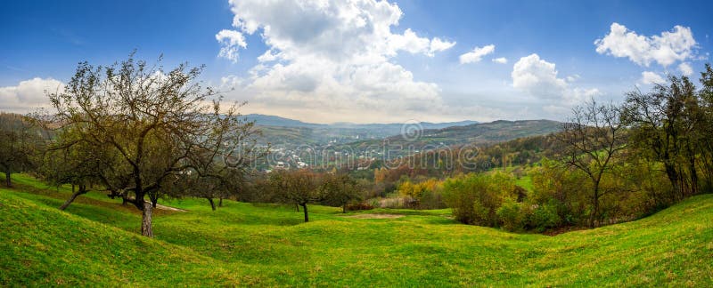 Panorama of apple orchard on hillside at sunrise