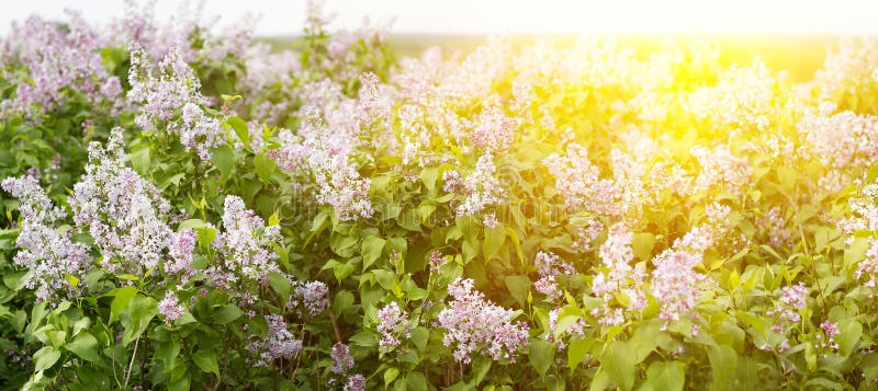 Panorama av blomningslilak Lilac-blomman under vårsäsongen arkivbild