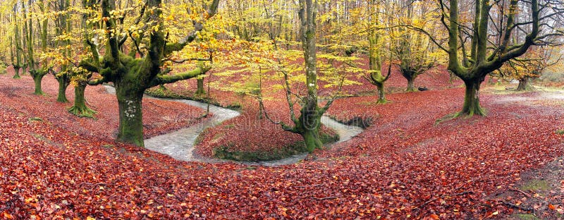 Panorama av skogen i höst arkivfoto Panorama av skogen i höst arkivfoto