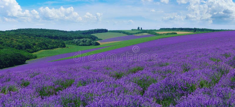 Panorama av sommarkullelandskapet med blommande lavendelfält royaltyfri fotografi