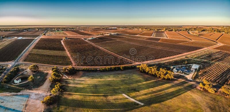 Panorama aéreo de rectángulos de viñedos en Monash fotografía de archivo Panorama aéreo de rectángulos de viñedos en Monash fotografía de archivo