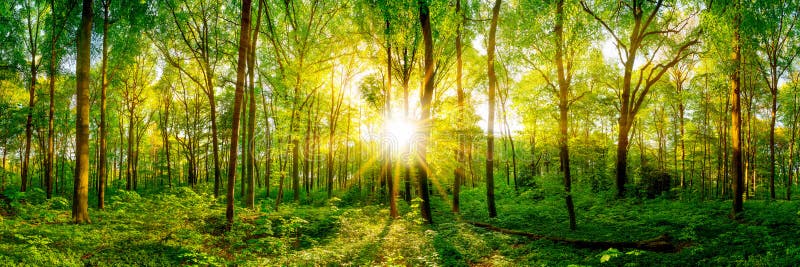 Panorama bonito da floresta imagem de stock royalty free